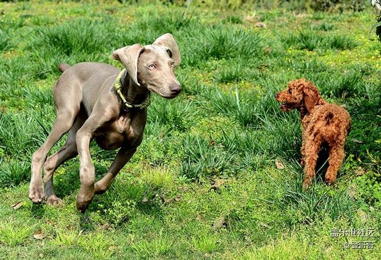 已开奖【宠物3月第一期】带它沐浴春天的阳光，滚绿色的草地