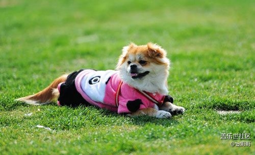 已开奖【宠物3月第一期】带它沐浴春天的阳光，滚绿色的草地