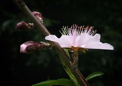 【春花烂漫】+桃花正艳
