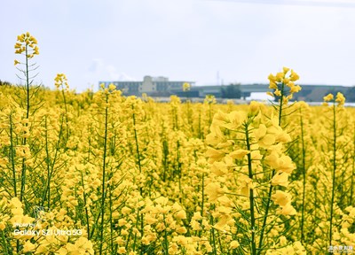 装点此关山