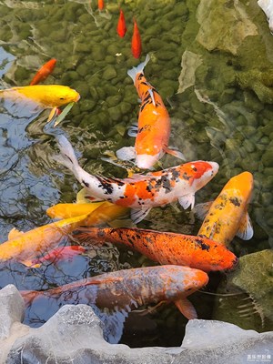锦鲤