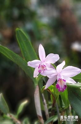 兰花芬芳