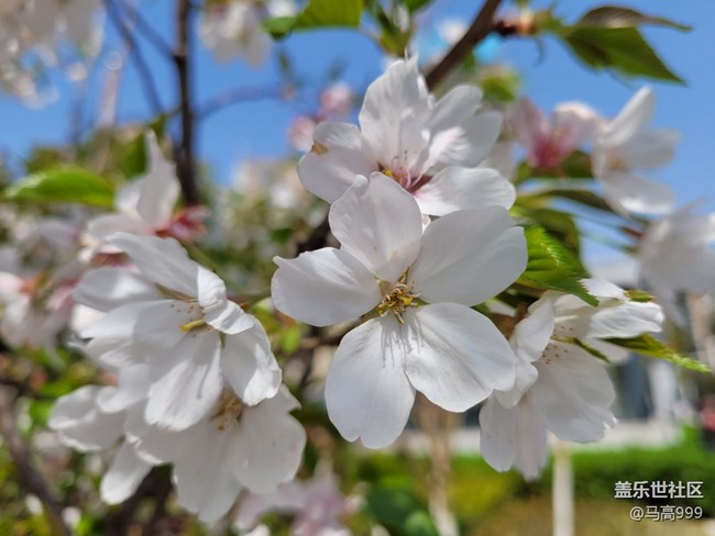 春天里的花朵！FE随拍！
