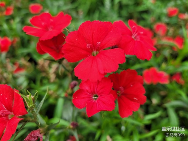 春天里的花朵！FE随拍！