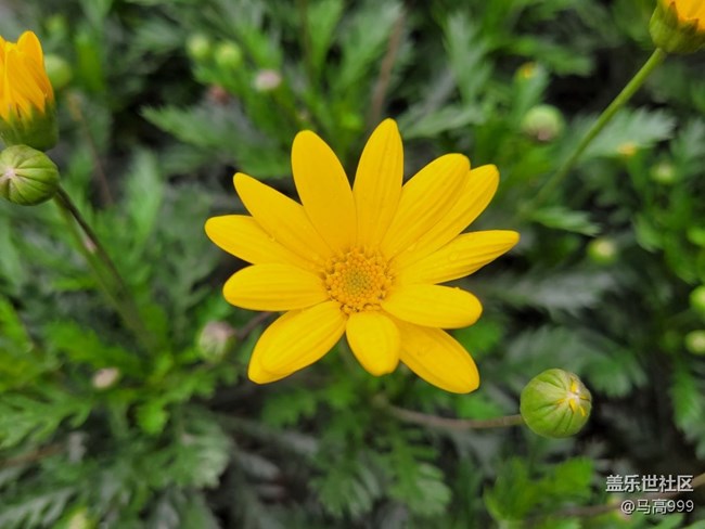 春天里的花朵！FE随拍！