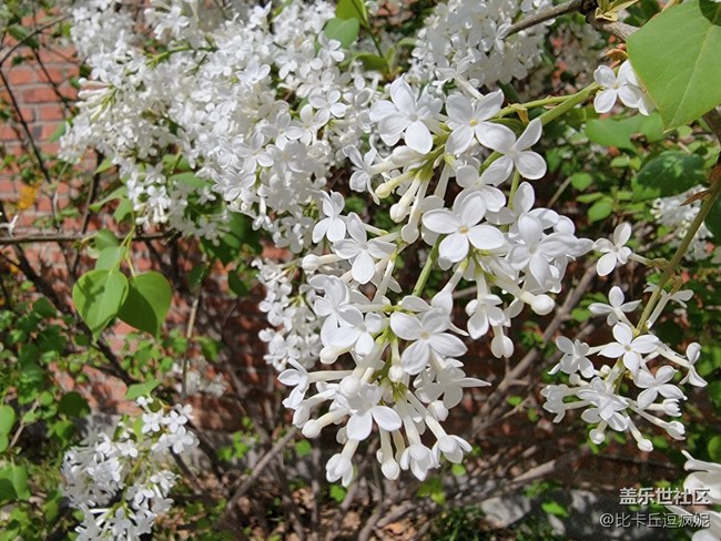 推荐一家藏在三里屯角落里的粤式菜馆——狮子山下