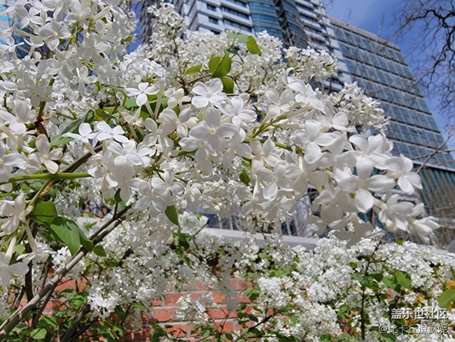 推荐一家藏在三里屯角落里的粤式菜馆——狮子山下