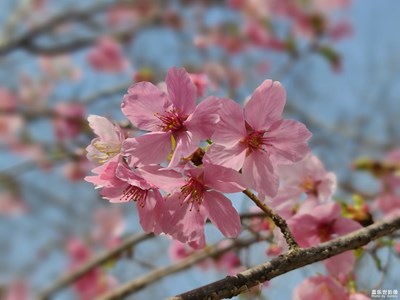 花静开