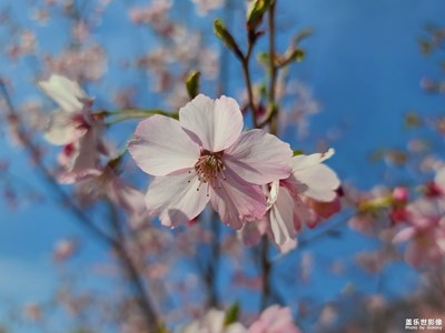 花漾