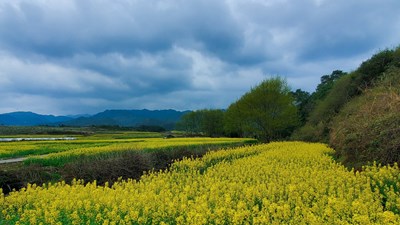 花开的季节
