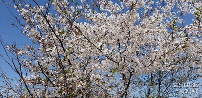 樱花大道