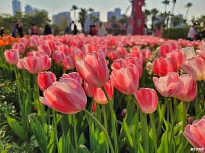 【新春星色彩】+百花齐放