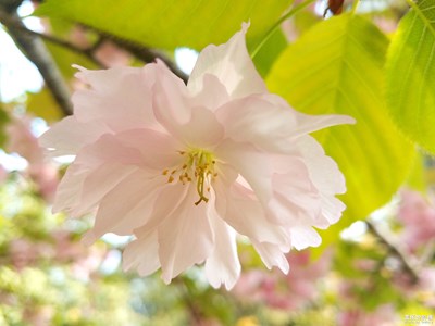 【新春星色彩】+繁花似锦