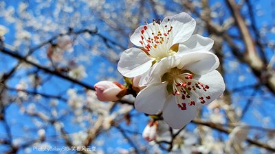 GalaxyS10+   山花烂漫