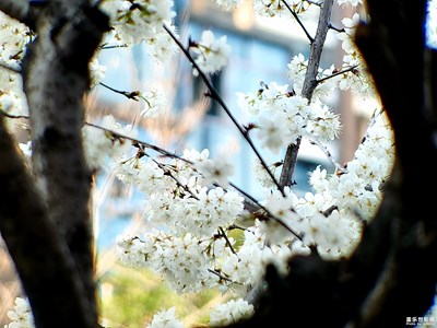 【霸屏朋友圈】+樱花如雪