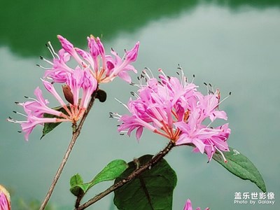 【霸屏朋友圈】+手机上一些不知名的小花