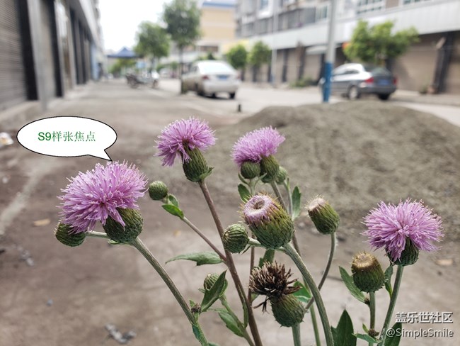 我想问一下S21小杯的机友，你们的相机有对焦有问题吗?
