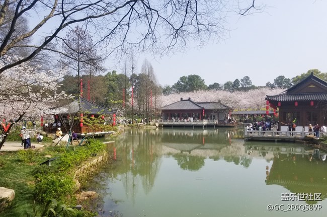 樱花游