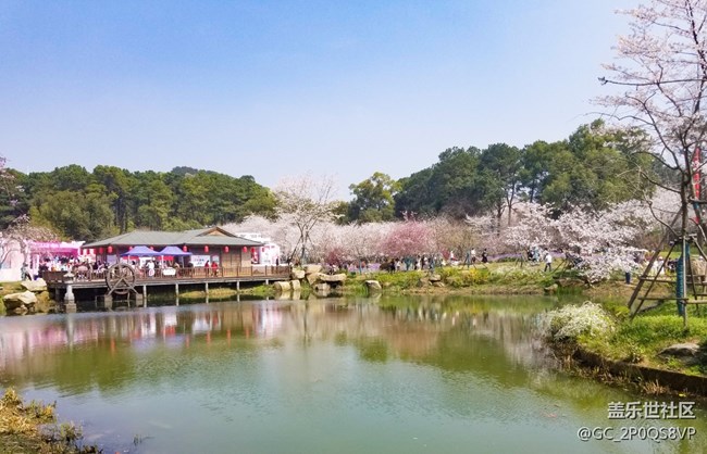樱花游