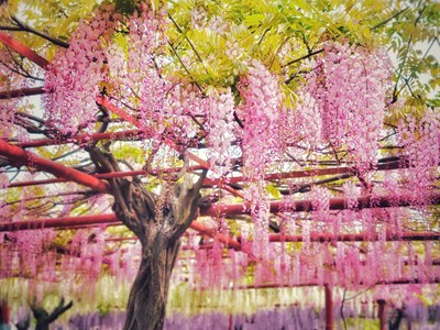 【霸屏朋友圈】+Galaxy S21+镜头下的紫藤花