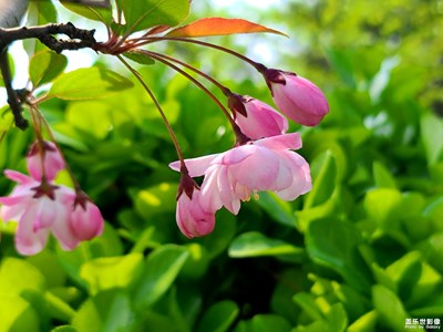 芬芳