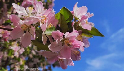 GalaxyS10+  海棠不惜胭脂色