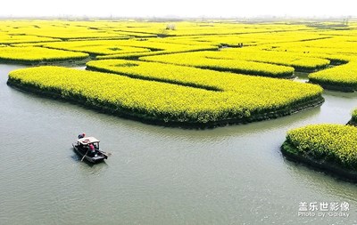 水乡油菜花