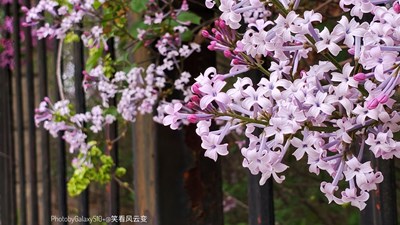 GalaxyS10+   公园小景