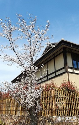 [家园丽景]+樱花盛开的小镇