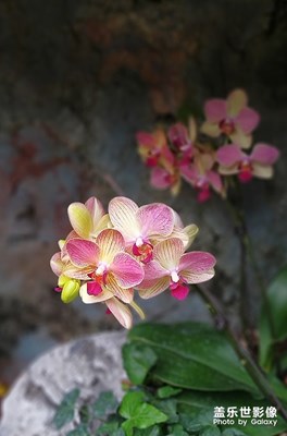 那些花儿