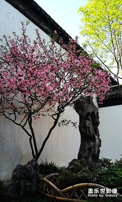园林小景（3）