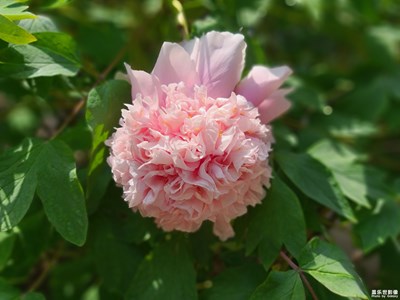 【发现之美】+牡丹花开