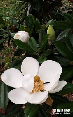 圣洁的花