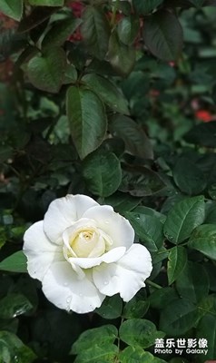 花卉随拍（6）