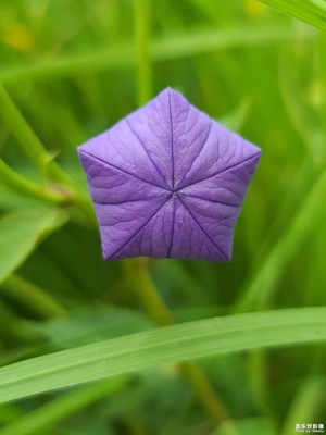 花儿