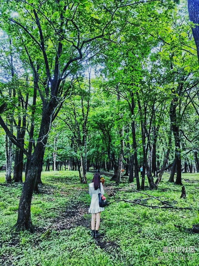 鹿苑回顾帖 鹿苑回顾帖