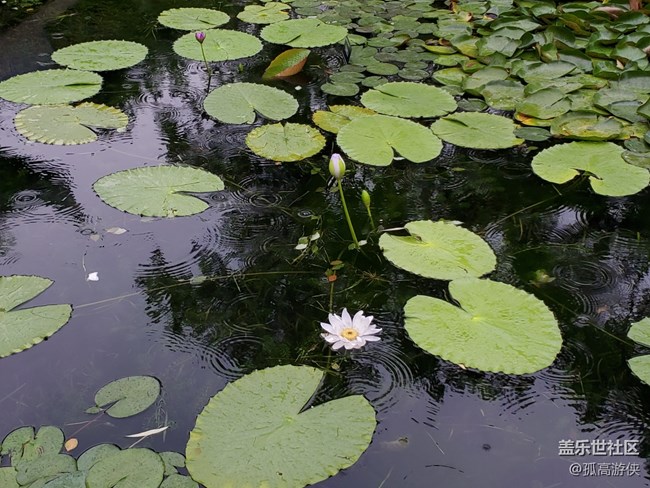 已开奖七月第二期A板块活动——用一句话描述夏日的雨