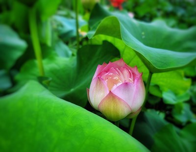 【夏了夏天】+赏荷正当时
