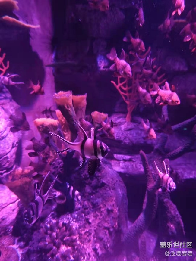 0718完美周末~与三星一起探寻海洋世界奇妙小生物！