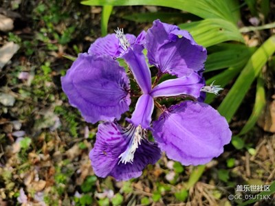 外滩印象花园小区绿化带