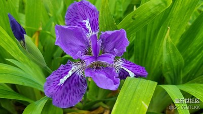 外滩印象花园小区绿化带