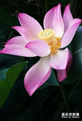 荷花随拍