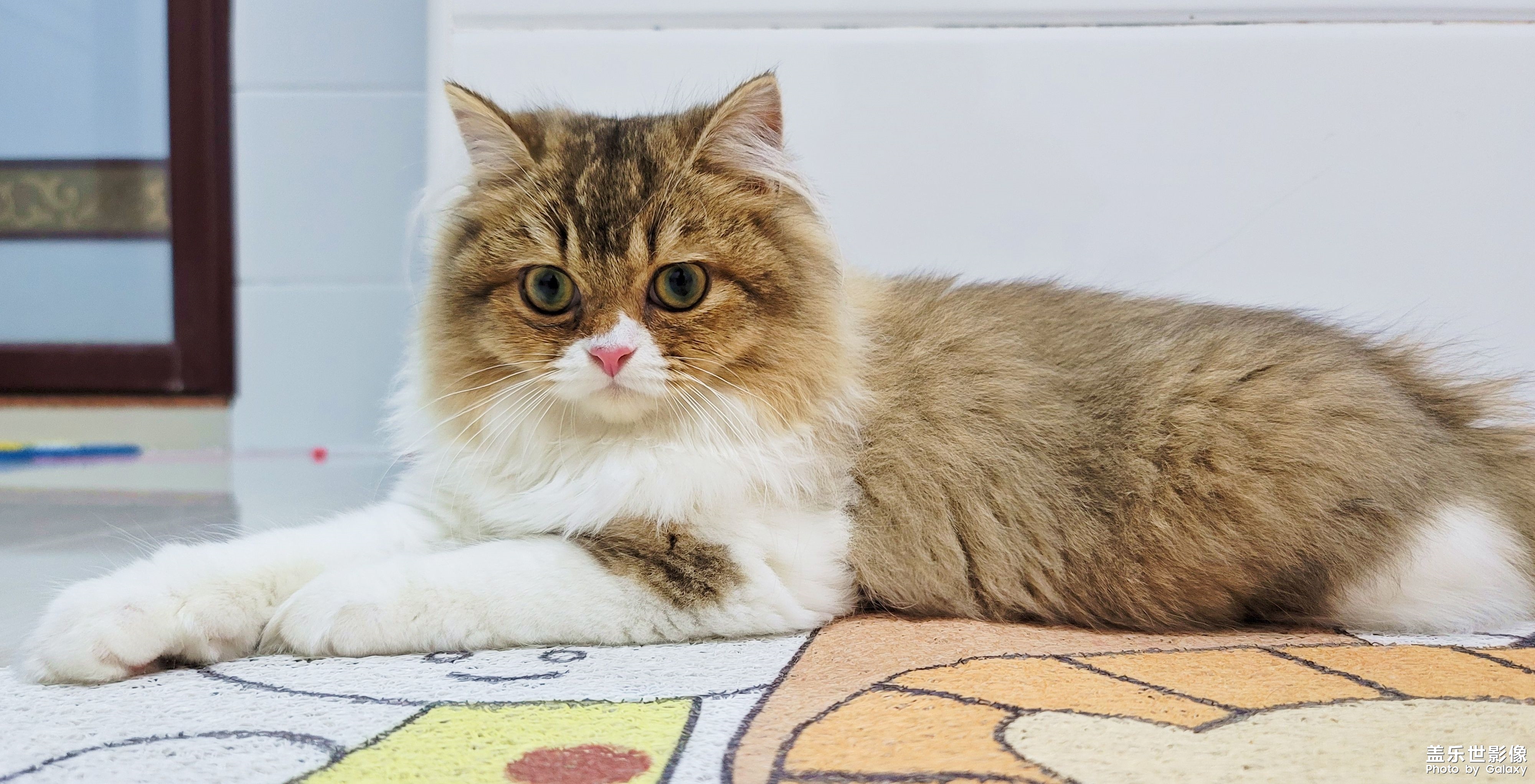 猫的成长历程（一）