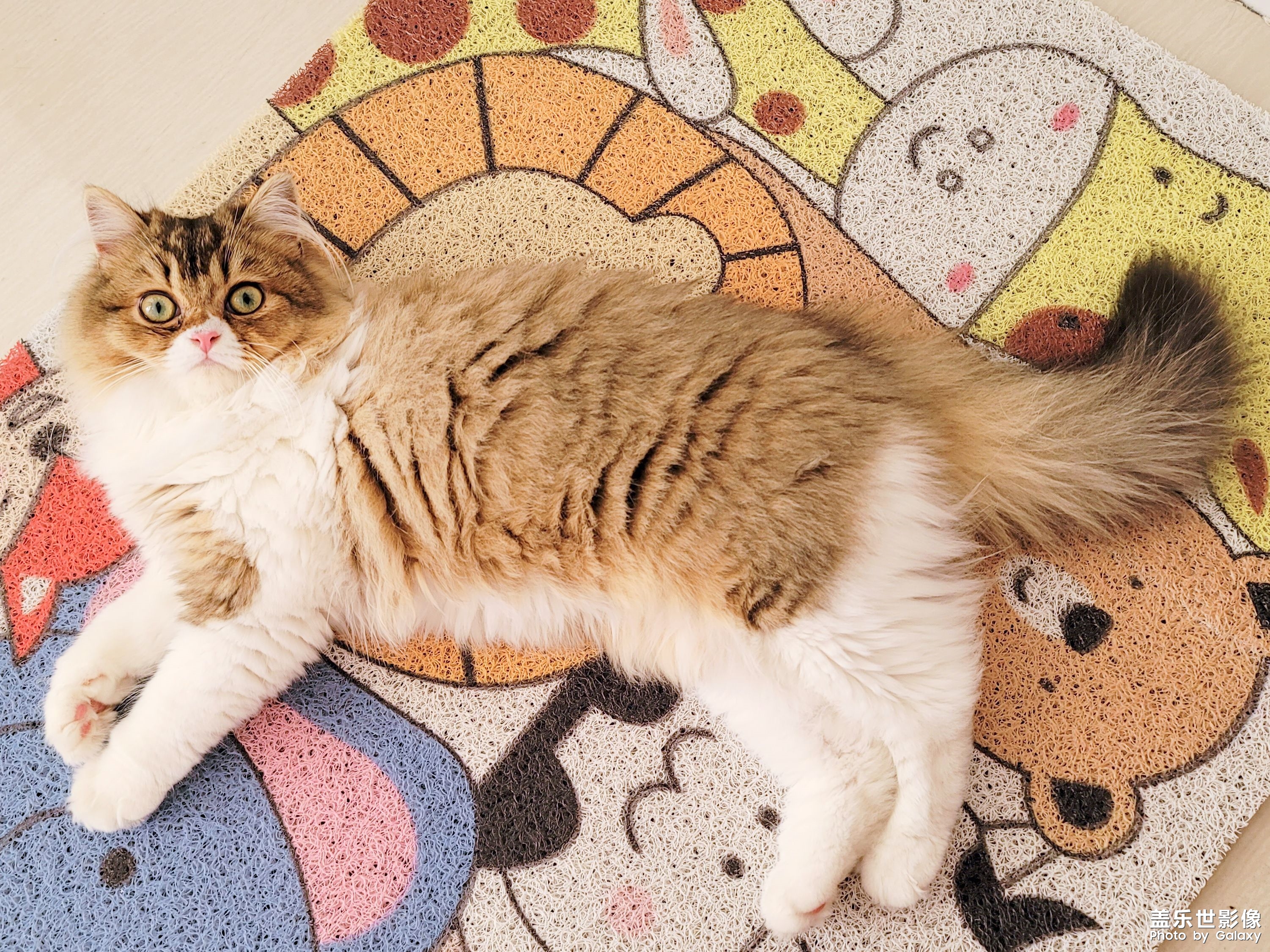 猫的成长历程（一）