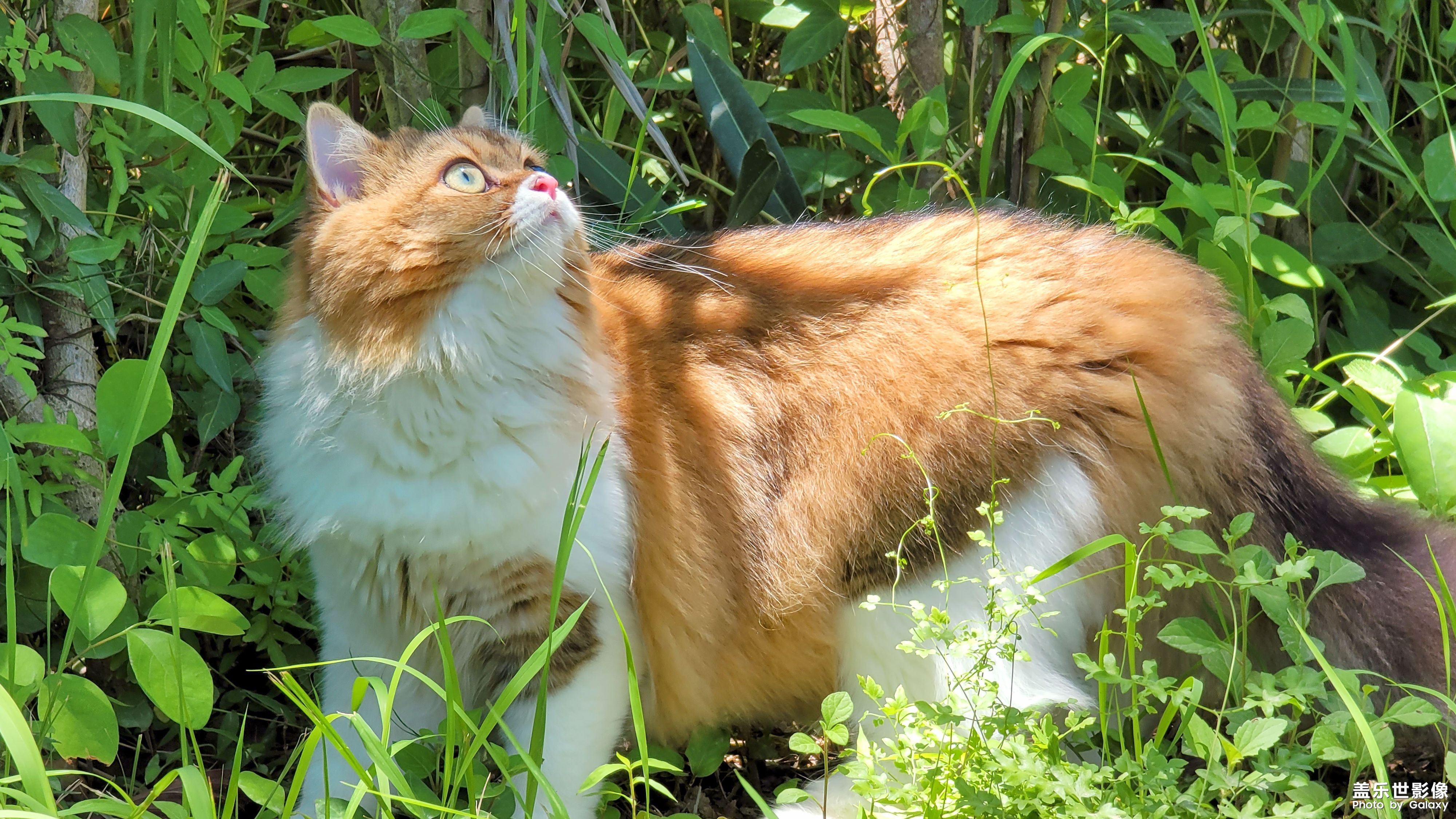 猫的成长历程（一）