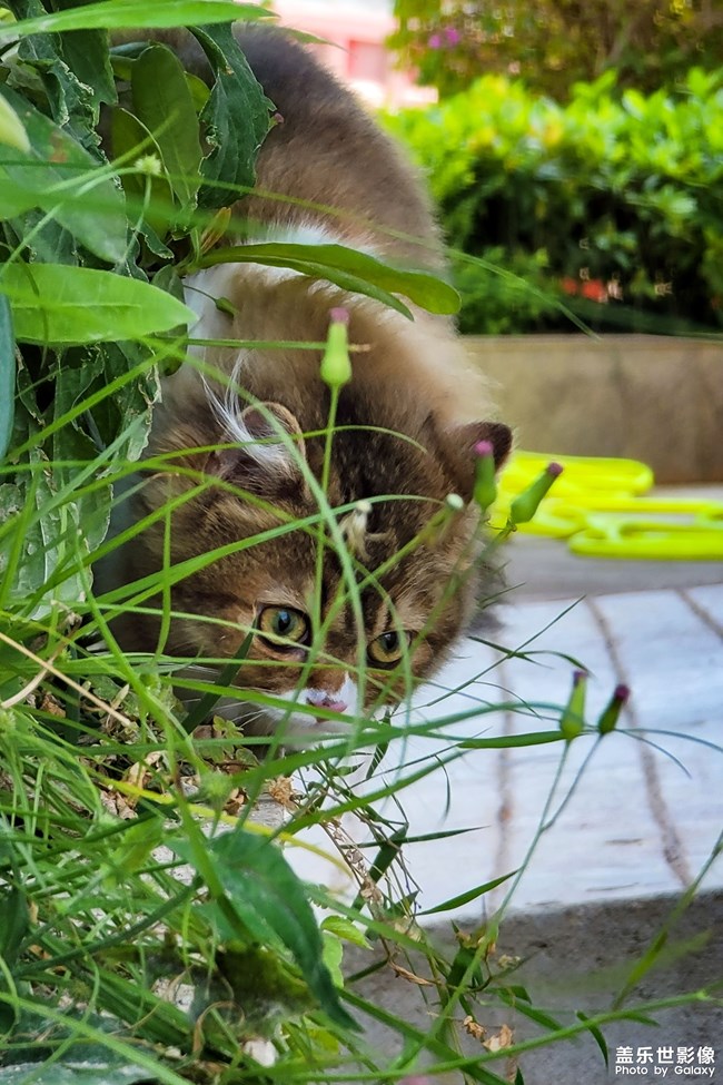 猫的成长历程（一）