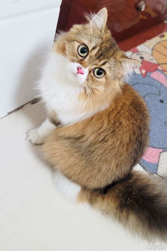 猫的成长历程（一）