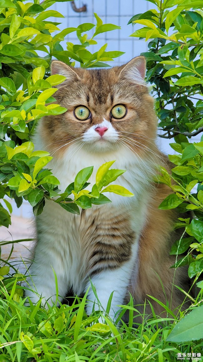 猫的成长历程（一）