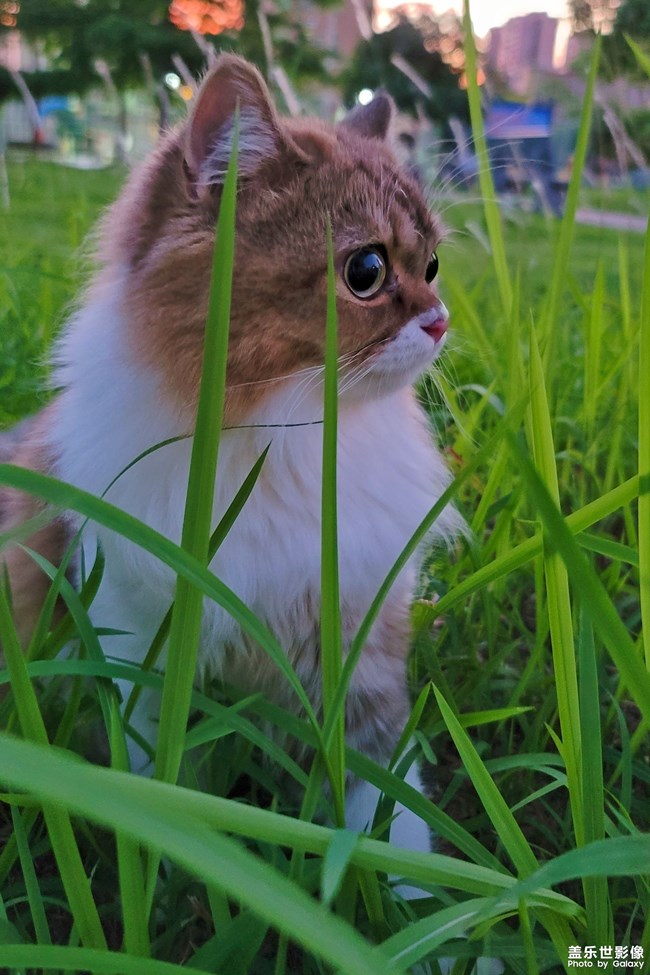 猫的成长历程（一）