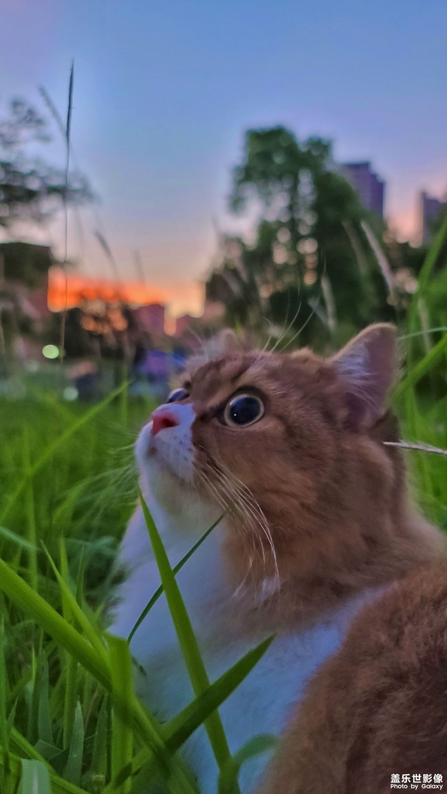 猫的成长历程（一）